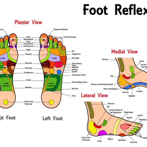 Foot reflexology diagram.