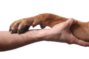 a paw and a human hand "shaking"